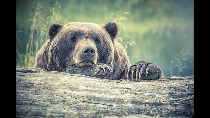Ed Wiseman Killed The Last Grizzly In Colorado by ...