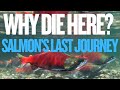 Why Do Salmon Swim Back to Rivers Just to Die? 🐟💔#SalmonFacts #NatureTrivia #AnimalLife
