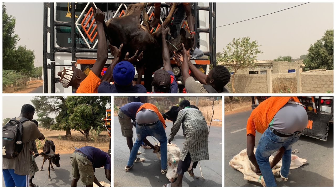 Sapeur Bargny ak apprenties de Diofior mour à rire 🤣 tie aye yégal Naag