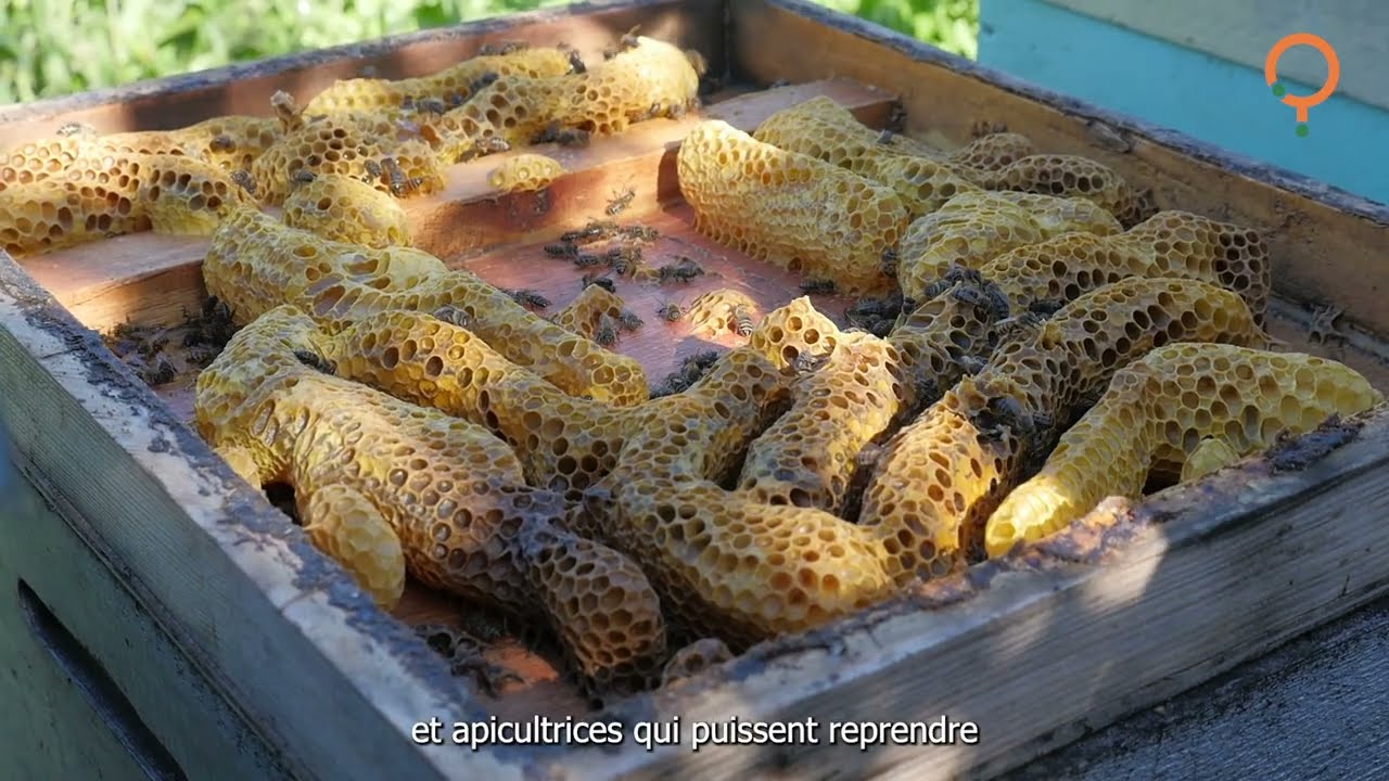 Miel en L'air, ACI Menuiserie et Apiculture