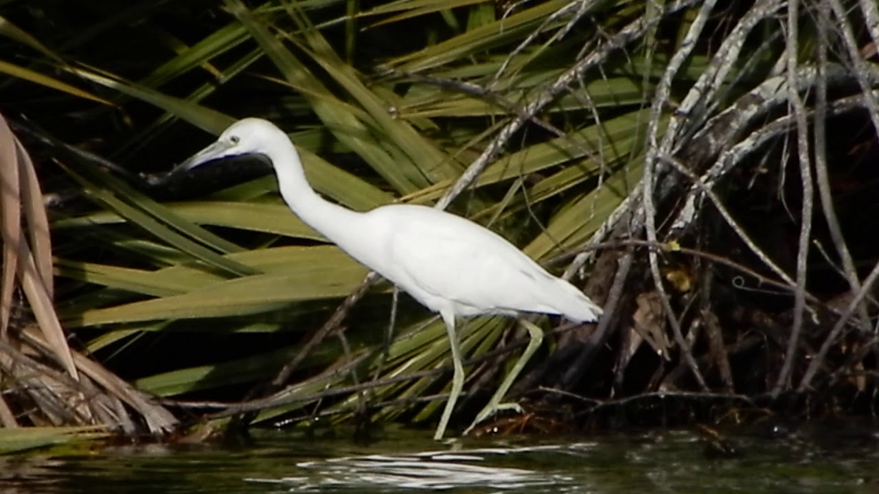 Juvenile Little Blue Heron fishing 