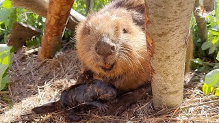 SHOCK! The wounded beaver gave birth! I saw a newborn beaver for the first time!