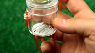 Insect Lore S Little Bug Locket