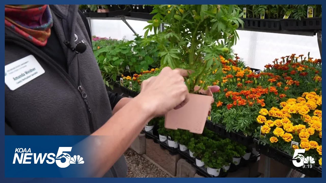 How to tell if your plants survived a hard freeze and what you can do ...