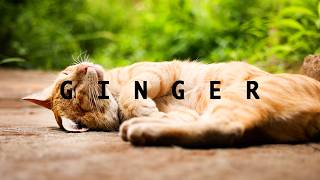 Meet GINGER 🐱 | 4K Slow Motion Cat Video | Cute & Relaxing Moments #youtubevideo screenshot 3
