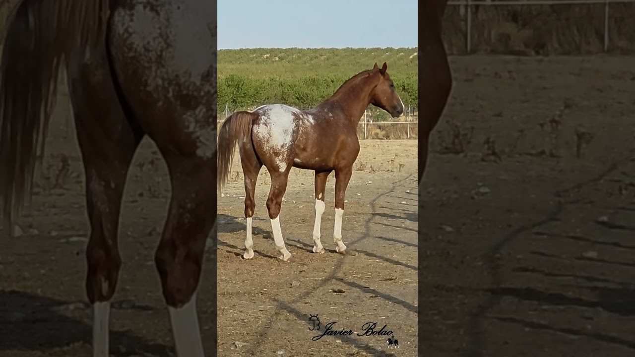 Sementales campaña 2026 www.javierbolao.es 