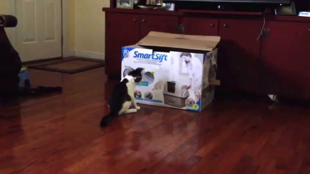 CatIt SmartSift Litter 'Box' YouTube