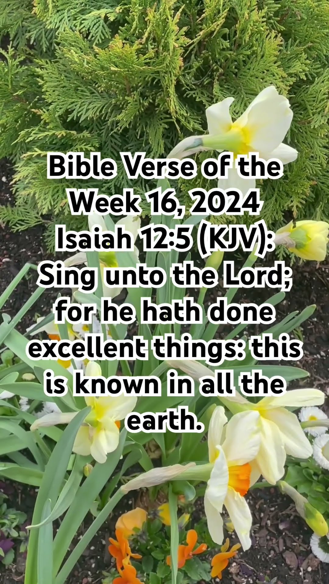 Bible Verse of the Week 16, 2024Isaiah 125 YouTube