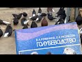 Мелитопольские голуби. Порода, стандарт, селекция и отбор…