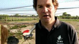 Great Crane Project video.wmv
