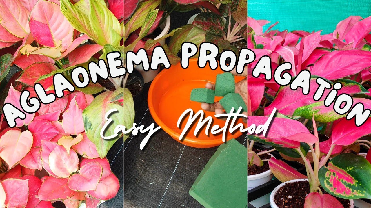 Aglaonema propagation, Easy method/100% success rate/English 