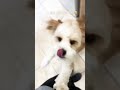 ただいま。I’m home. Excited reunion after 3.5weeks. #shorts #徳永英明 #hideakitokunaga #dog #犬