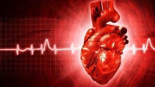 Сердце - Анатомия просто!