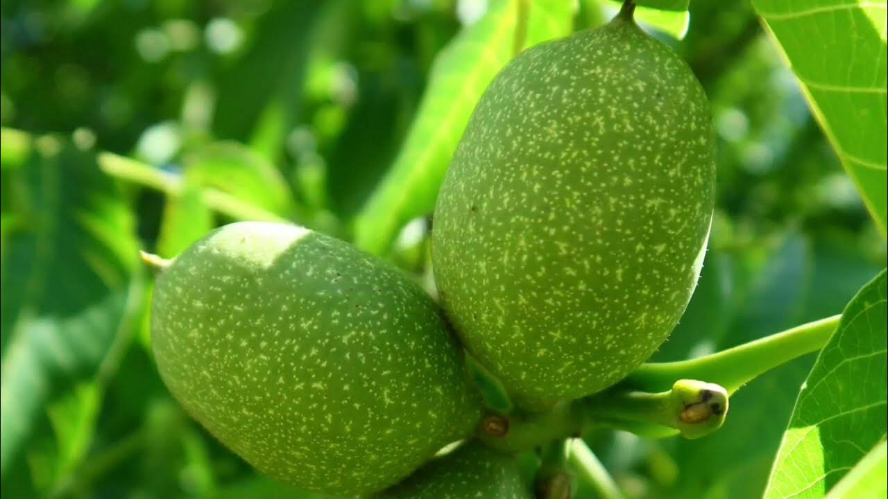 Лечебное варенье из Грецкого ореха. Июньское. Два рецепта⬇️ - YouTube
