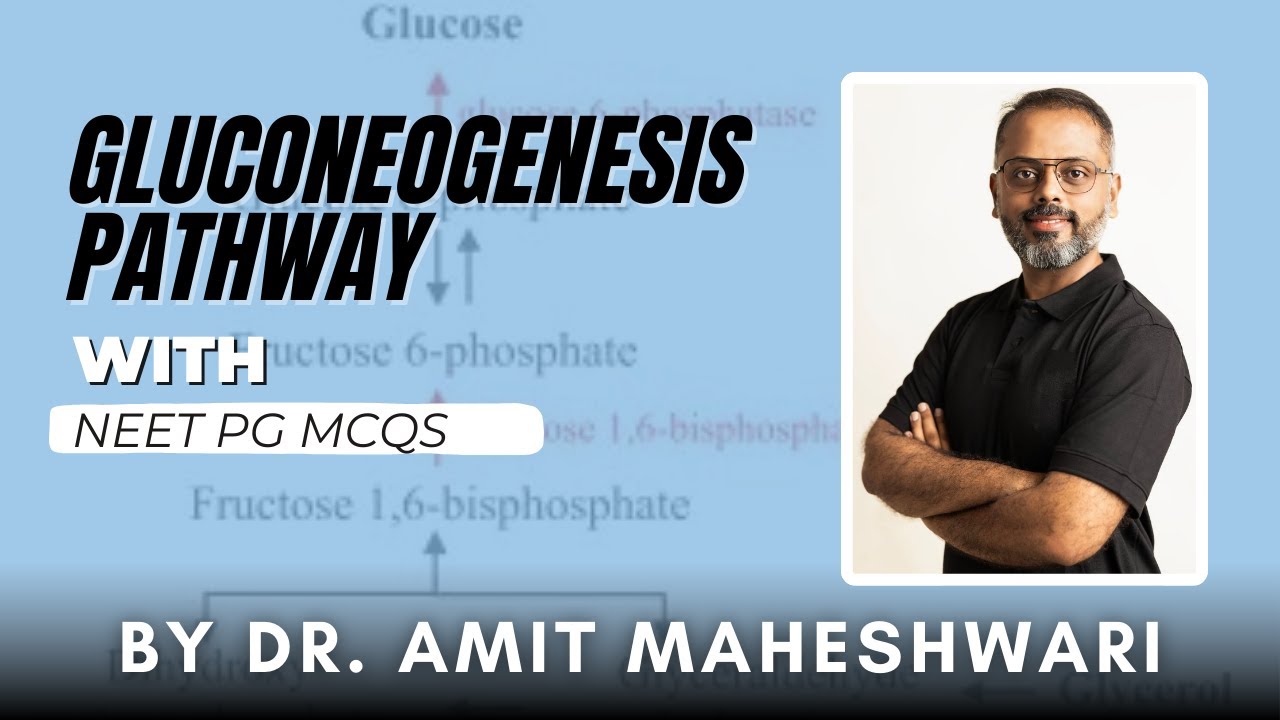 Глюконеогенез || Биохимия глюконеогенеза || Путь глюконеогенеза