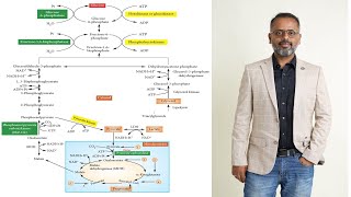 Gluconeogenesis - Definition, Pathway, Significance And Regulation || Carbohydrate Metabolism