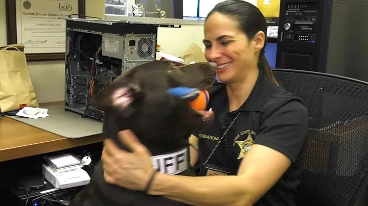 Digital Forensics Super Sleuth