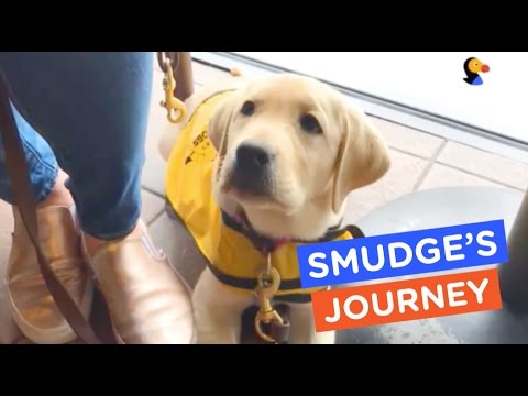 puppy training potty A Guide Dog's Life: Smudge's Journey Ep. 13 | The Dodo