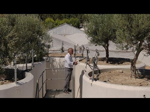 SMART farming: a revolution for traditional olive production on Crete