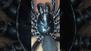 Tarantula Gives Birth To Babies