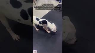 went blind from the trauma. He needs 100% attention, Paulo can't. Adopt him, link in the description