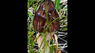 MY LOCAL MICHIGAN MOREL MUSHROOM MOMENTS MAY #northernmichigan #michigan #morelmushrooms #mushrooms