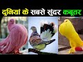 दुनियां में 10 सबसे खूबसूरत कबूतर  | 10 Most Beautiful Pigeons In The World | Amazing Pigeons