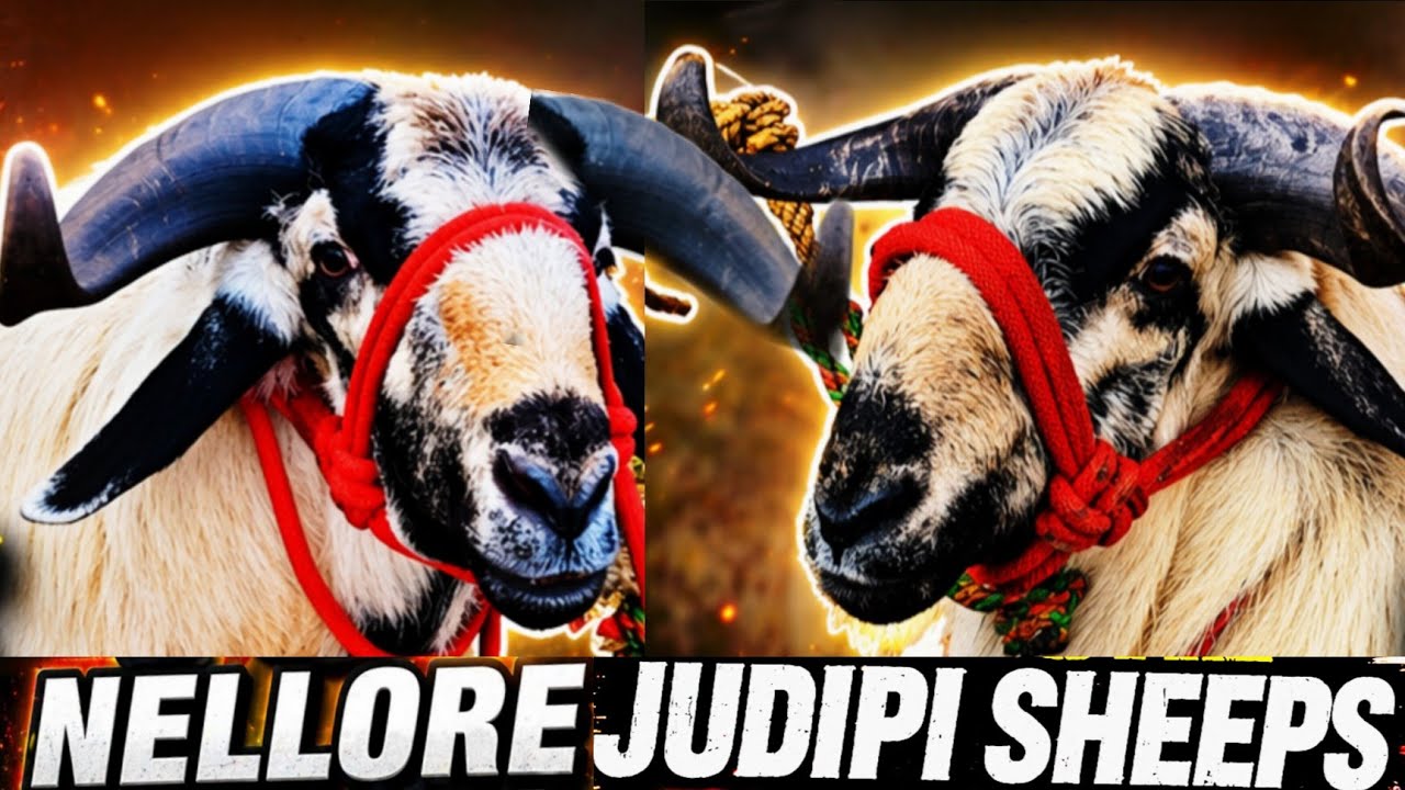 BAKRID 2026 | Biggest BAKRA Farms AR Sheep Farm Ambur #9600297142 #goat ...
