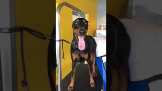 Doberman getting nails done