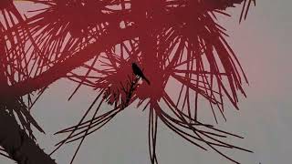 Joji - Last of A Dying Breed (Unofficial Visualizer)