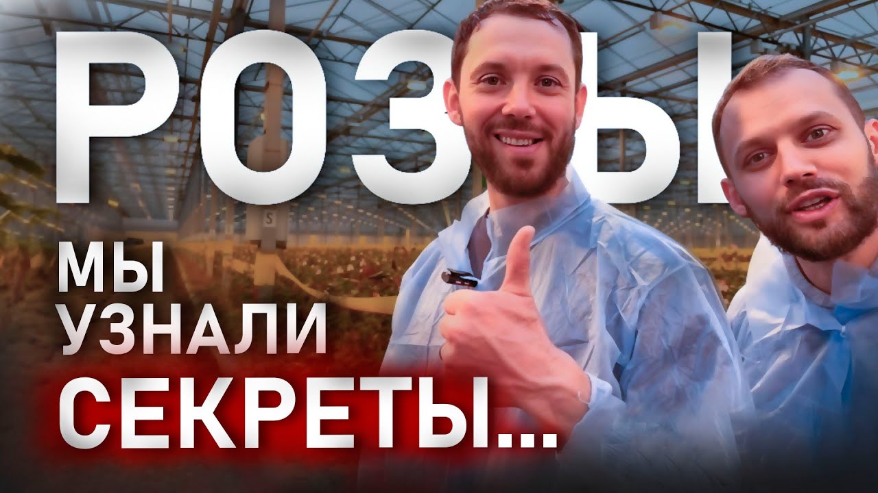 🌹 КАК ВЫРАЩИВАЮТ РОЗЫ: от посадки до упаковки? Экскурсия в Зеленый Дом. Выращивание роз в теплице.