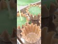 How to make Matcha Ice Popsicles/ice cream #shorts