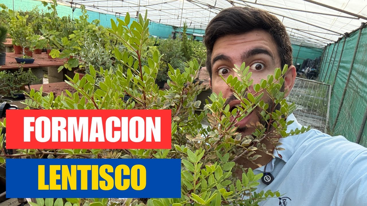 Estructura, Equilibrio y Vigor: Cómo Trabajar un Lentisco en Etapa de Prebonsái