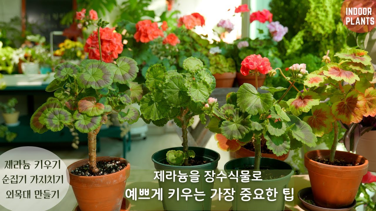 Самые важные советы, как вырастить из герани красивые долгоживущие растения