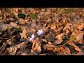 A Spring Forest Walk and Evening with Horses