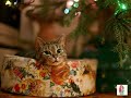 cat new year christmas tree music