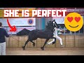 The inspection of Geertje and Gea the Friesian Horses