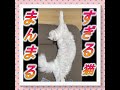 まんまる過ぎる猫 #shorts