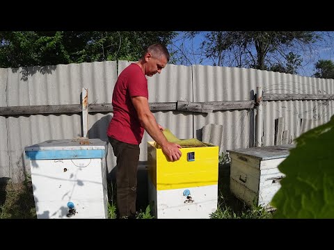 Видео: Что делать, если не находите матку и нет расплода. Для начинающих пчеловодов.