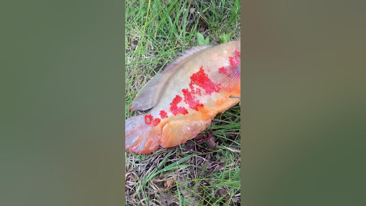 what-type-of-fish-is-this-surprise-catch-while-panfishing-in-ohio