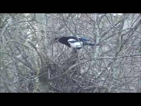 Video: Magpie's nest. Hvordan bygger skjærene et rede?