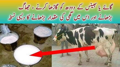Desi Formula to increase Milk Fat Contents/ Doodh ko garha krna of Dairy Cows and Buffaloes