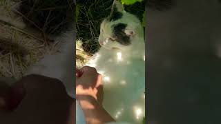 Cat on Bytnar Rudy - Opole