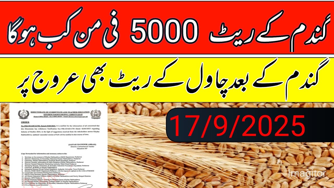 New wheat support price in Punjab pakistan 2025/gundam price today ...