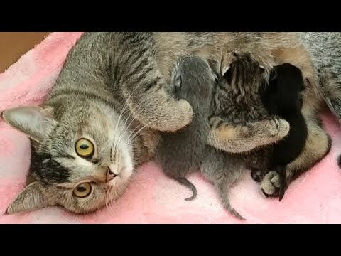 Мама кошка кормит котят молоком. Котятам 1 неделя. Жадные голодные коты. Фифа киса и котята Мама кошка кормит котят молоком. Котятам 1 неделя. Жадные голодные коты. Фифа киса и котята