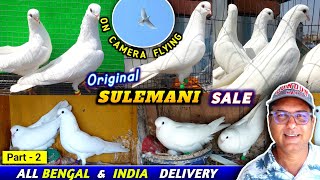 Old Suleman Kagzi Pigeons Sale of Samir Ji | P - 2 | Sulemani Kagzi Kabootar 