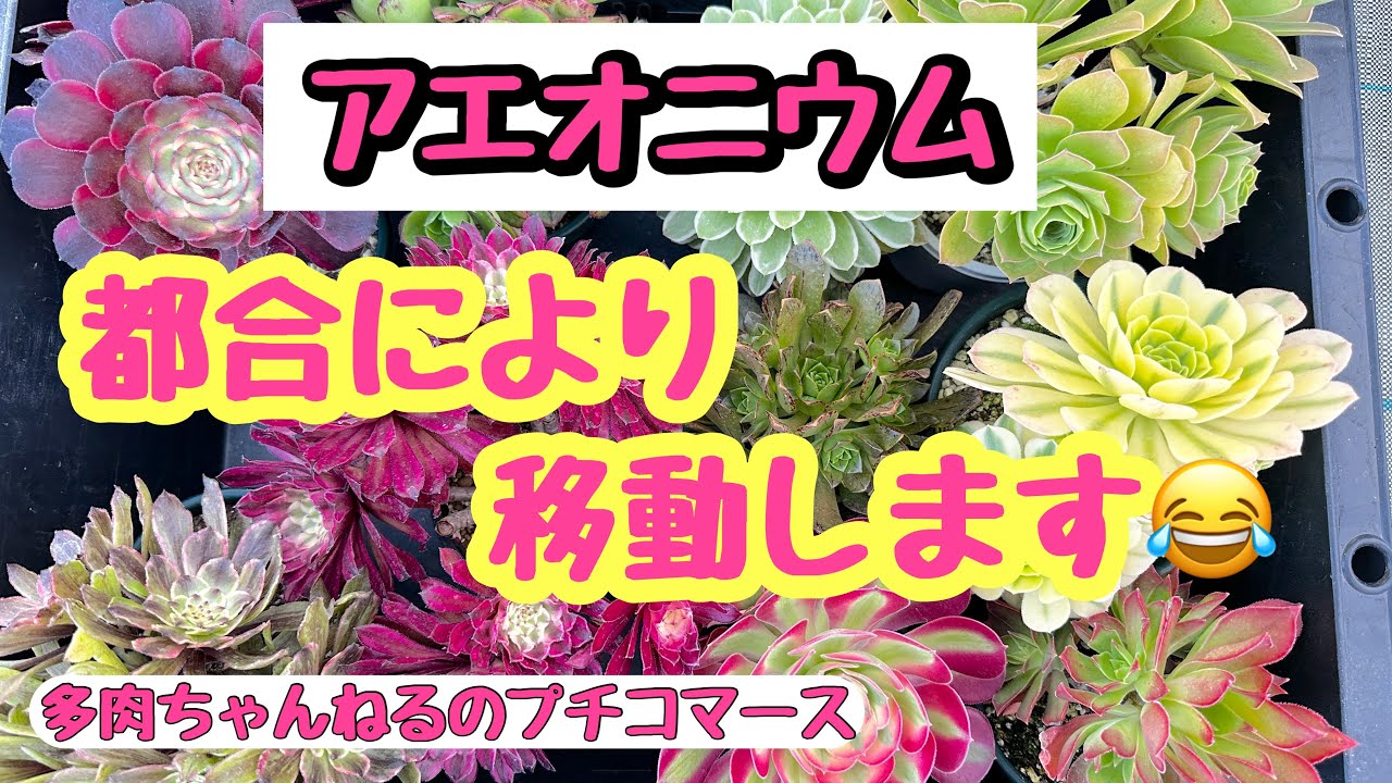 多肉植物】アエオニウム 🌟都合により移動になりました😂2024/05/25