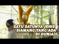 CUMAN SATU DI DUNIA, INI DIA SI AMANG BULE! | SAFANA (6/7/20) P3