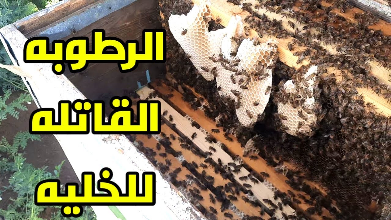 الرطوبه داخل الخليه تكون قاتله للنحل احيانا