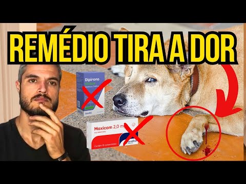Vídeo: Por que meu cachorro está mancando?